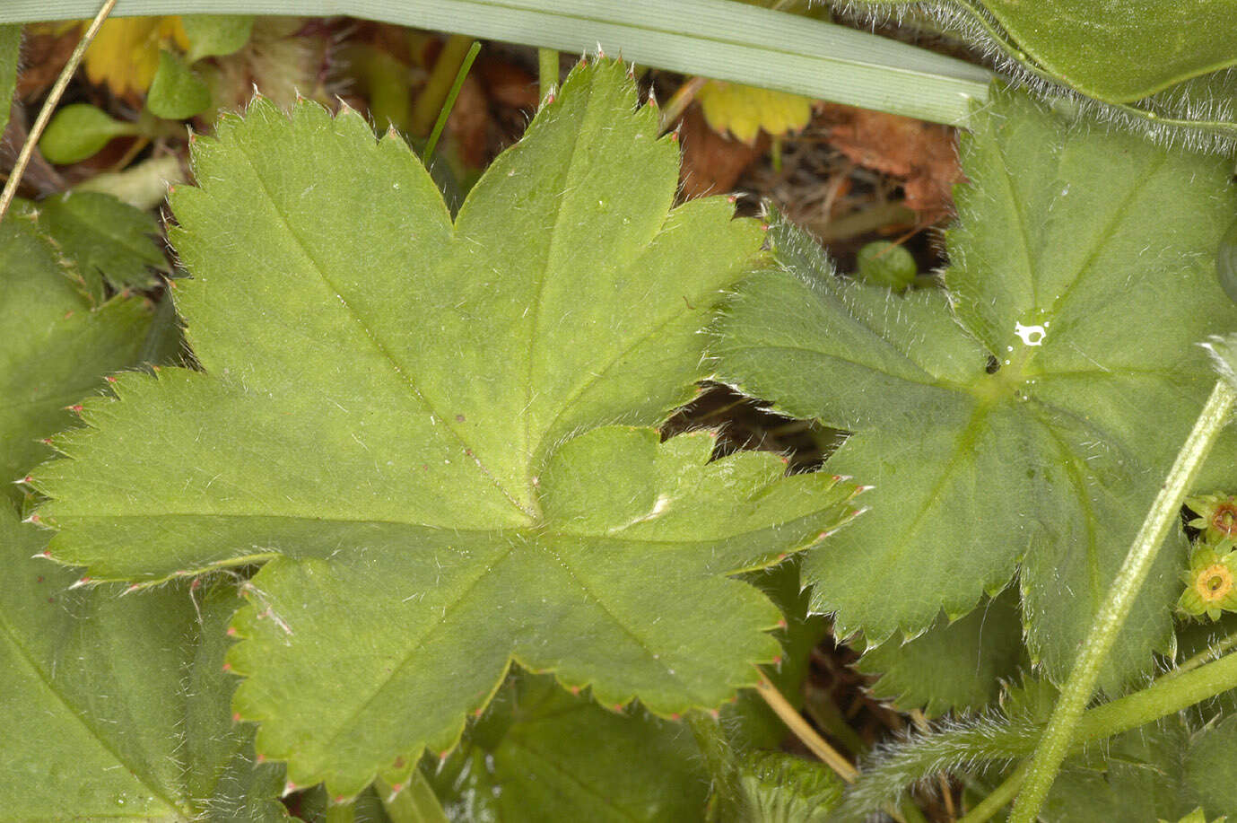 Image of thinstem lady's mantle