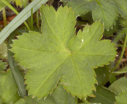 Image de Alchemilla vestita (Buser) Raunk.