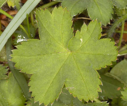 Image of thinstem lady's mantle