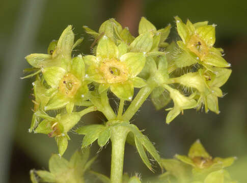 Image of thinstem lady's mantle