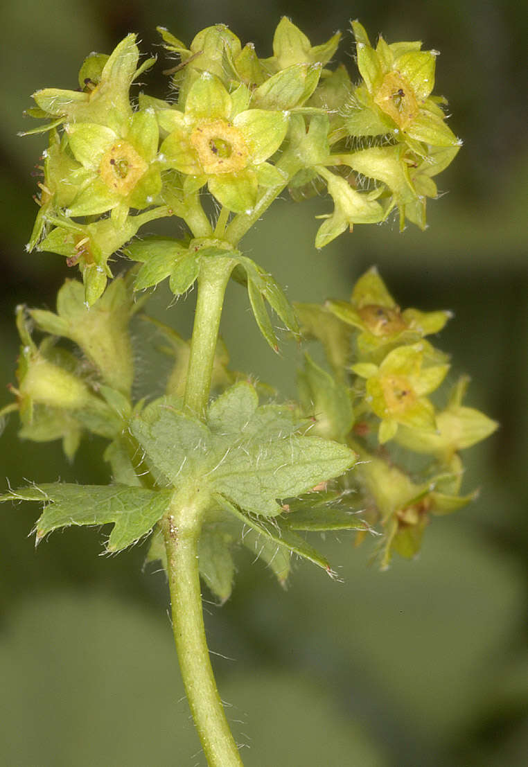 Image de Alchemilla vestita (Buser) Raunk.