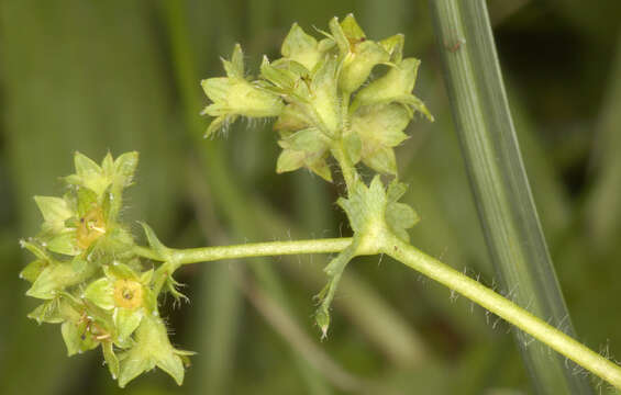 Image of thinstem lady's mantle