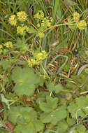 Image of thinstem lady's mantle