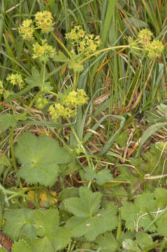 Image de Alchemilla vestita (Buser) Raunk.