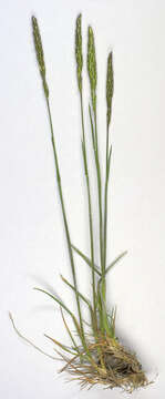 Image of June grass