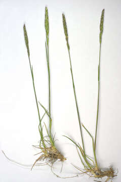 Image of June grass