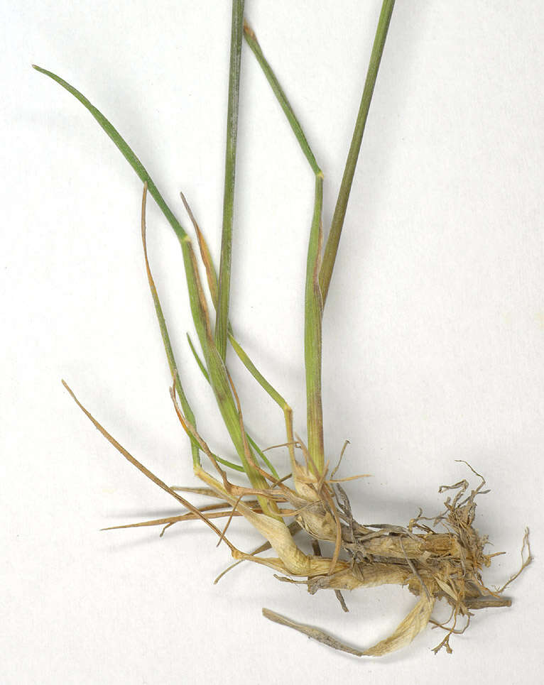 Image of June grass