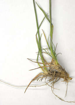 Image of June grass