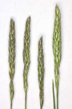 Image of June grass