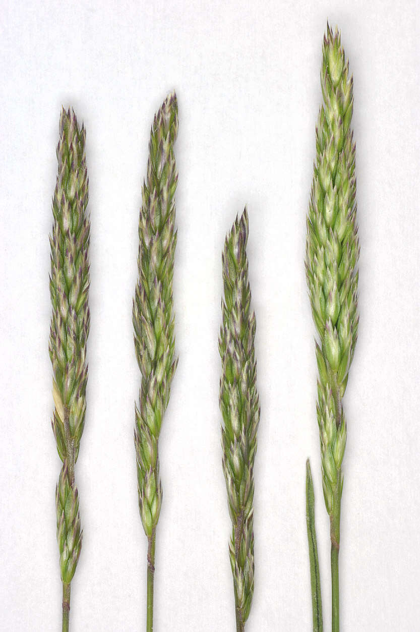 Image of June grass