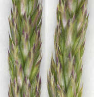 Image of June grass