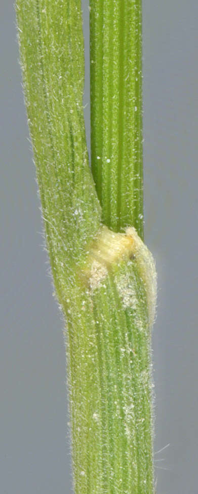 Image of June grass