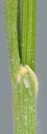 Image of June grass