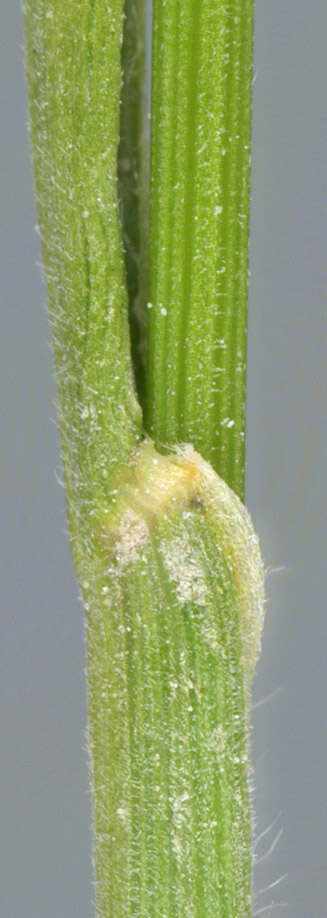 Image of June grass