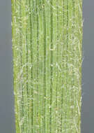 Image of June grass