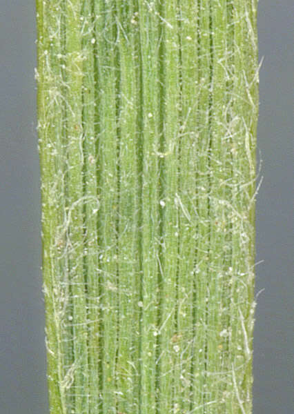 Image of June grass