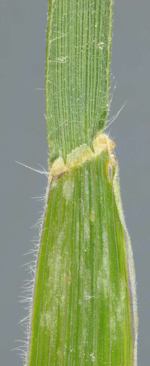 Image of June grass