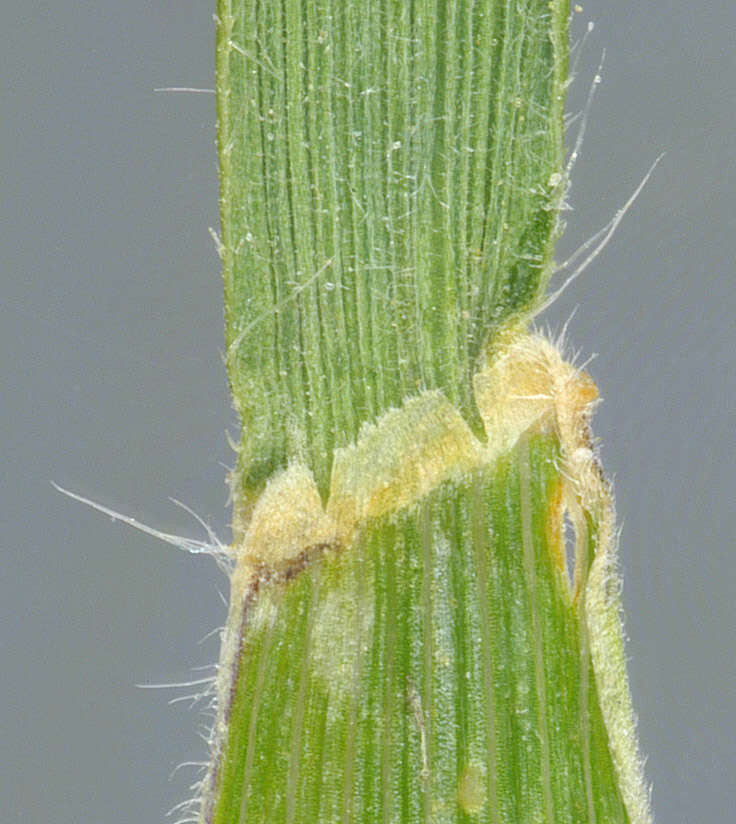 Image of June grass