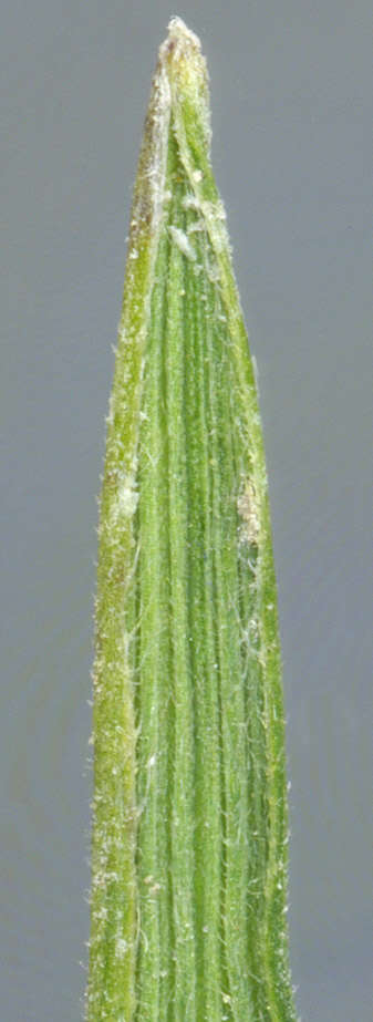 Image of June grass