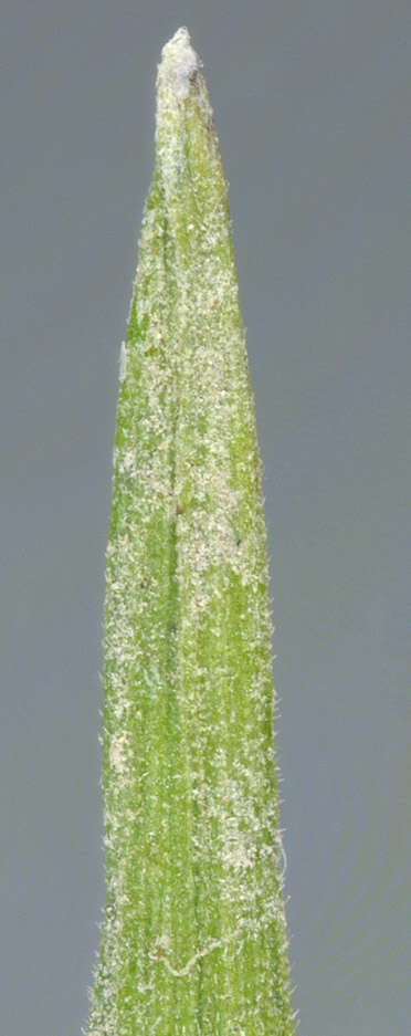 Image of June grass