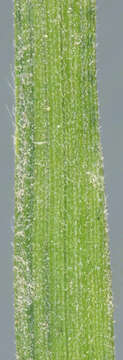 Image of June grass