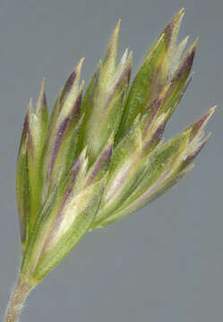 Image of June grass