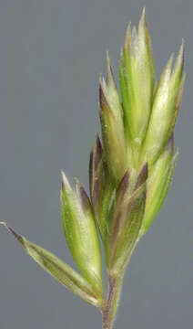 Image of June grass