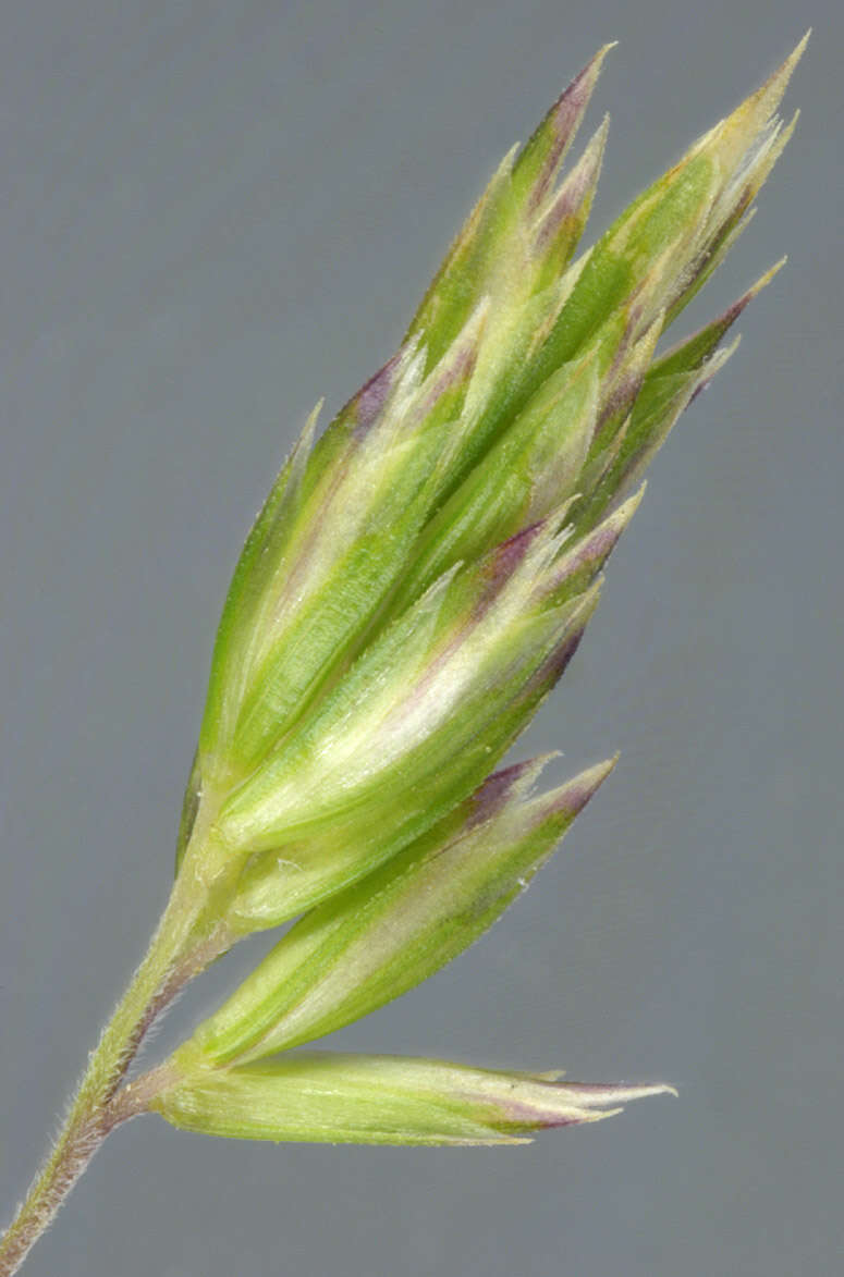 Image of June grass