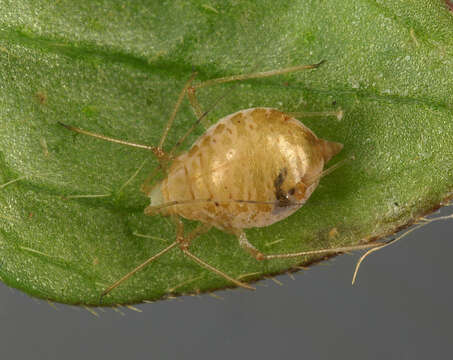 Слика од Aphidius microlophii Pennachio & Tremblay 1987