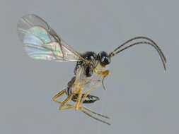 صورة Aphidius microlophii Pennachio & Tremblay 1987