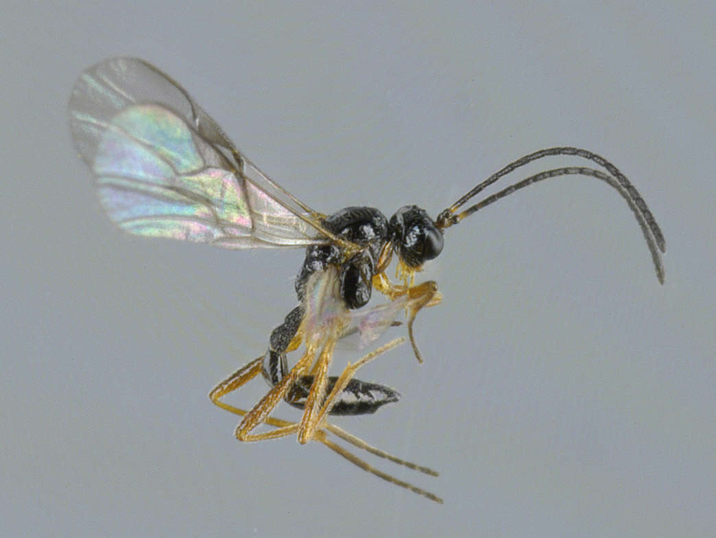 Слика од Aphidius microlophii Pennachio & Tremblay 1987