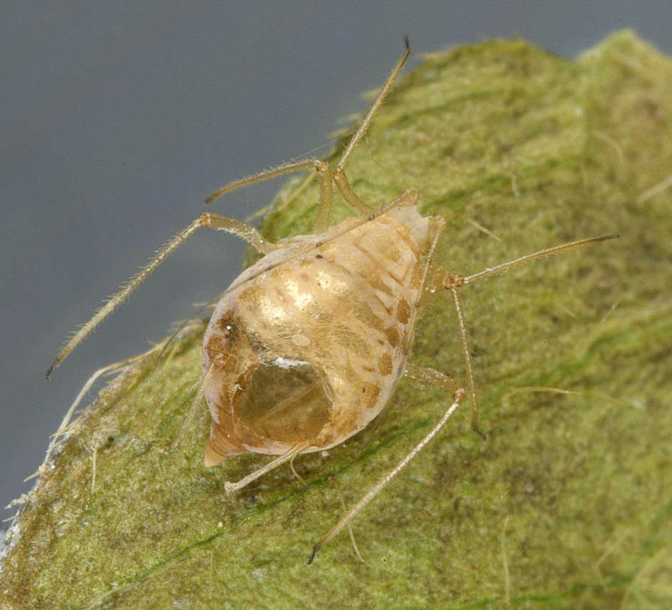 Слика од Aphidius microlophii Pennachio & Tremblay 1987