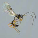 صورة Aphidius microlophii Pennachio & Tremblay 1987