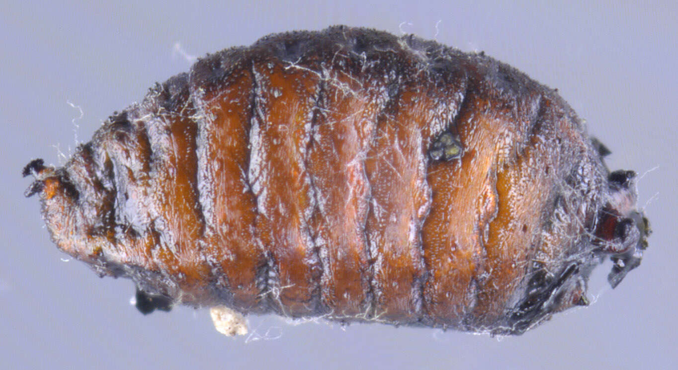 Image of Aulagromyza similis (Brischke 1881)