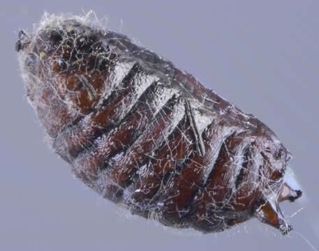 Image of Aulagromyza similis (Brischke 1881)