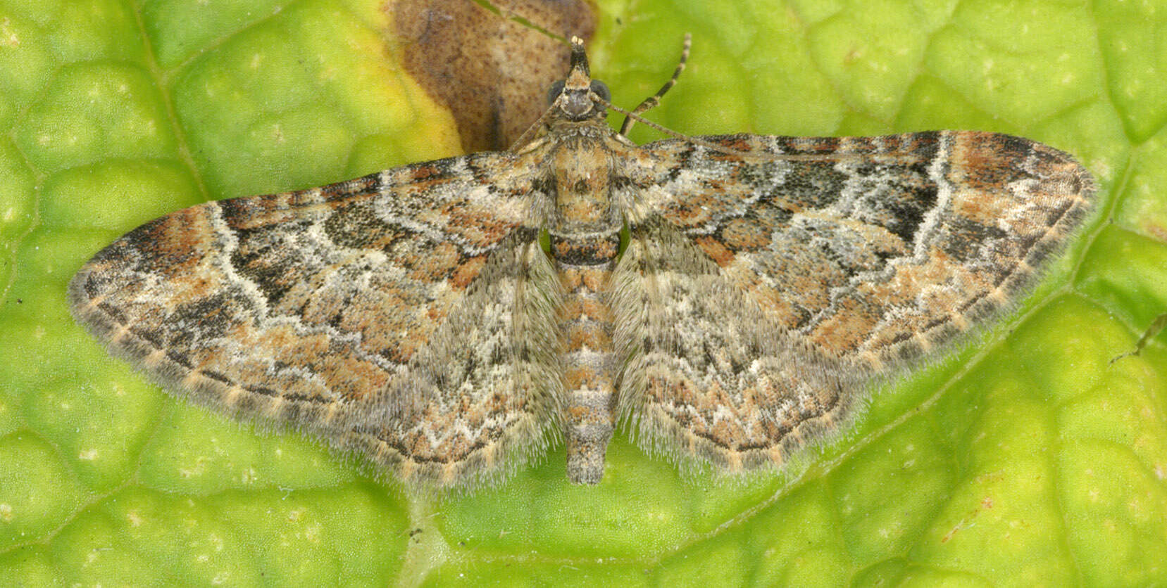 Image of double-striped pug