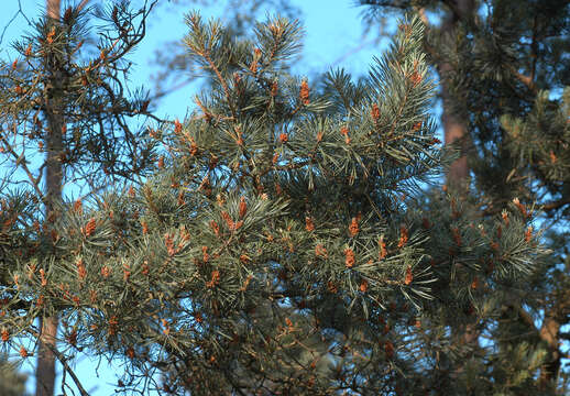 Image of Scotch Pine