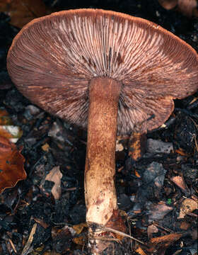 Imagem de Tricholoma ustale (Fr.) P. Kumm. 1871