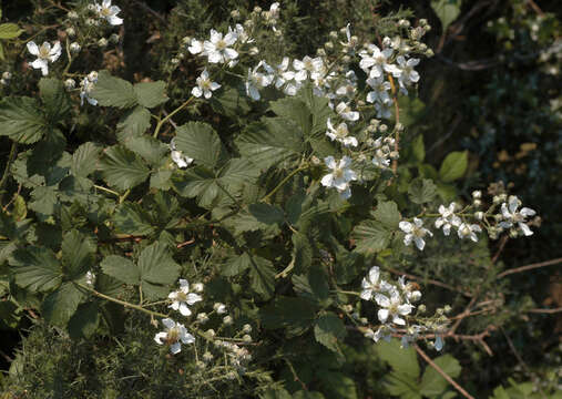 Imagem de Rubus cochinchinensis Tratt.