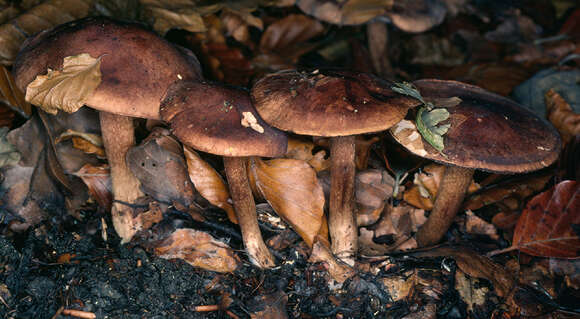 Imagem de Tricholoma ustale (Fr.) P. Kumm. 1871