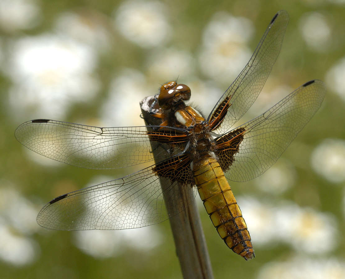 Image of Broad-bodied chaser