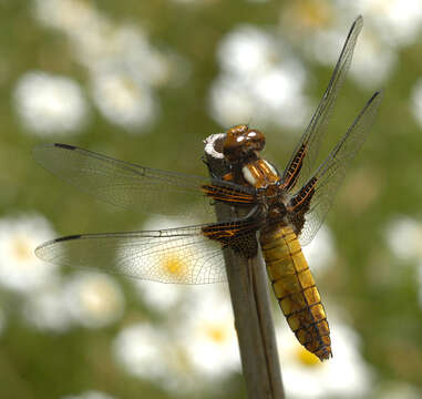 Image of Broad-bodied chaser