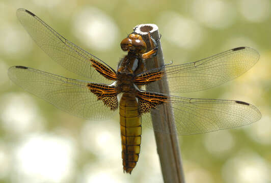 Image of Broad-bodied chaser