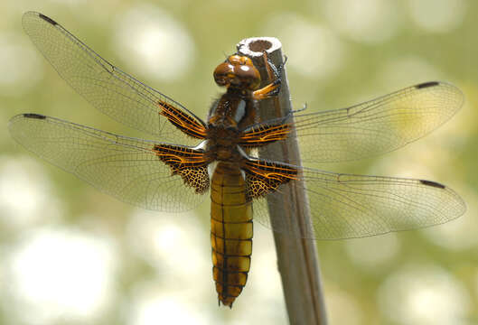 Image of Broad-bodied chaser