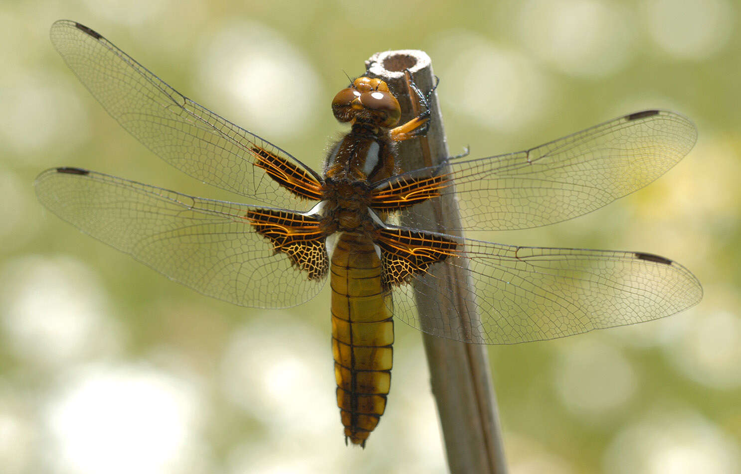 Image of Broad-bodied chaser