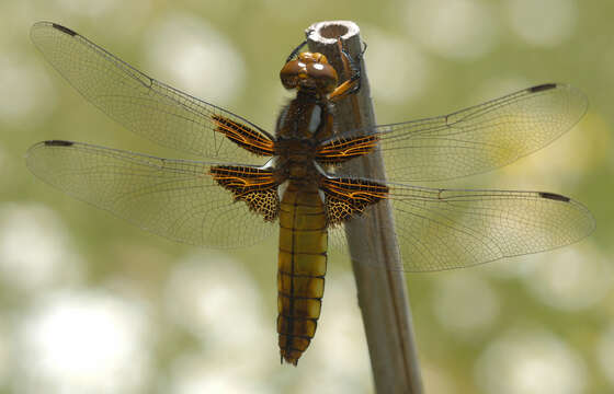 Image of Broad-bodied chaser