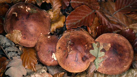 Imagem de Tricholoma ustale (Fr.) P. Kumm. 1871