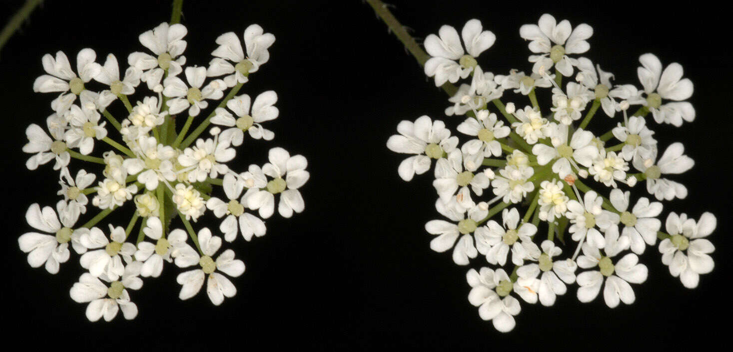 Imagem de Chaerophyllum temulum L.