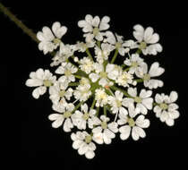 Imagem de Chaerophyllum temulum L.