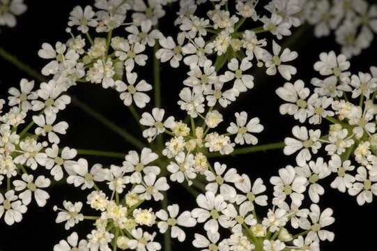 Image of rough chervil